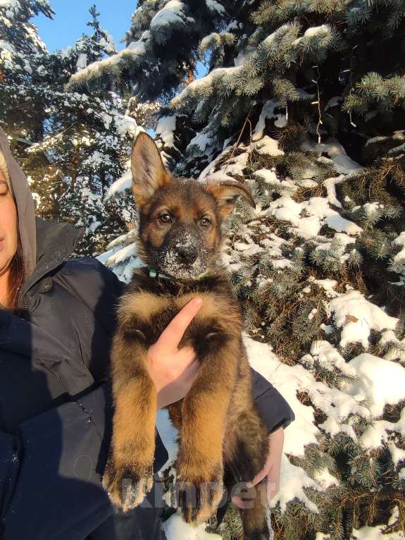 Собаки в других городах Московской области: Немцкая овчарка рабочих линий Мальчик, Бесплатно - фото 1