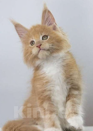 Кошки в Санкт-Петербурге: Мейн Кун котята Мальчик, 80 000 руб. - фото 3