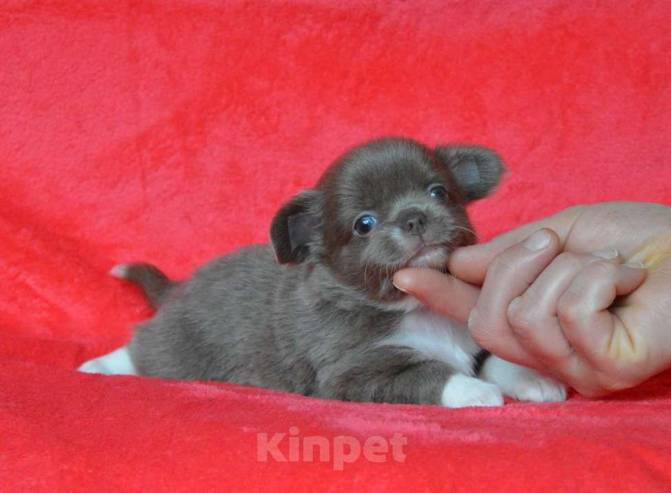 Собаки в Москве: лиловая с белым девочка чихуа-хуа Девочка, Бесплатно - фото 1