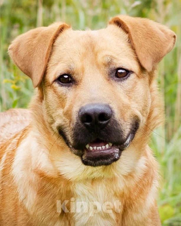 Собаки в Москве: Патрик ищет дом Мальчик, Бесплатно - фото 4