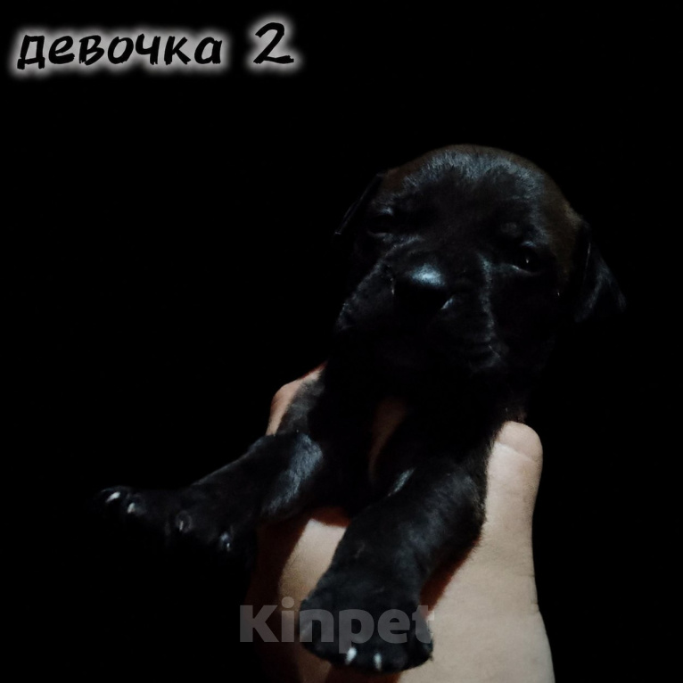 Собаки в Екатеринбурге: Щенки АПБТ Разнополые, Бесплатно - фото 2