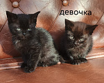 Кошки в других городах Московской области: Котята в добрые руки Разнополые, Бесплатно - фото 1