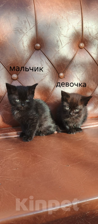 Кошки в других городах Московской области: Котята в добрые руки Разнополые, Бесплатно - фото 1