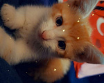 Кошки в Чебоксарах: котёнок умный,красивый, ласковый Мальчик, 50 руб. - фото 1