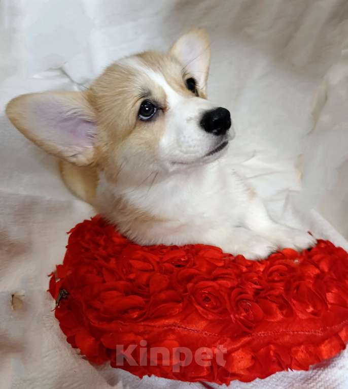 Собаки в Краснодаре: Девочка корги Девочка, 40 000 руб. - фото 9