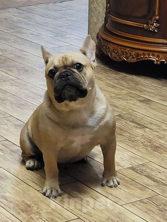 Собаки в Краснодаре: Вязка Мальчик, 5 000 руб. - фото 2