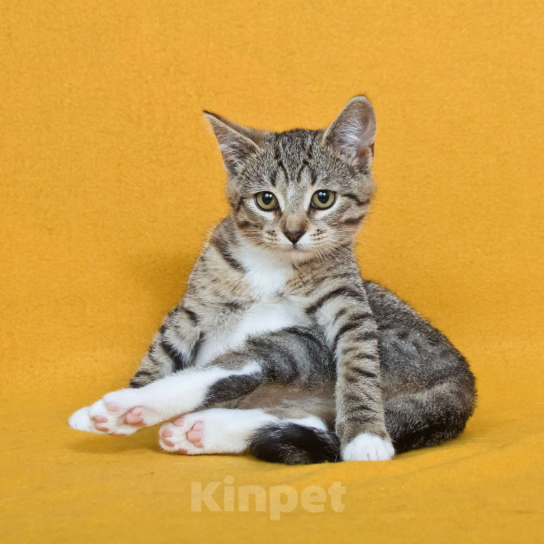 Кошки в других городах Московской области: Шурик - котенок-созерцатель Мальчик, Бесплатно - фото 1