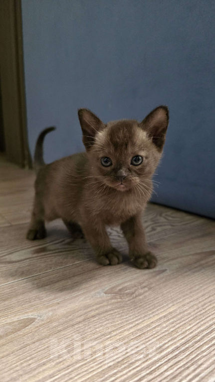 Кошки в Тюмени: Бурманский котенок Девочка, 25 000 руб. - фото 1