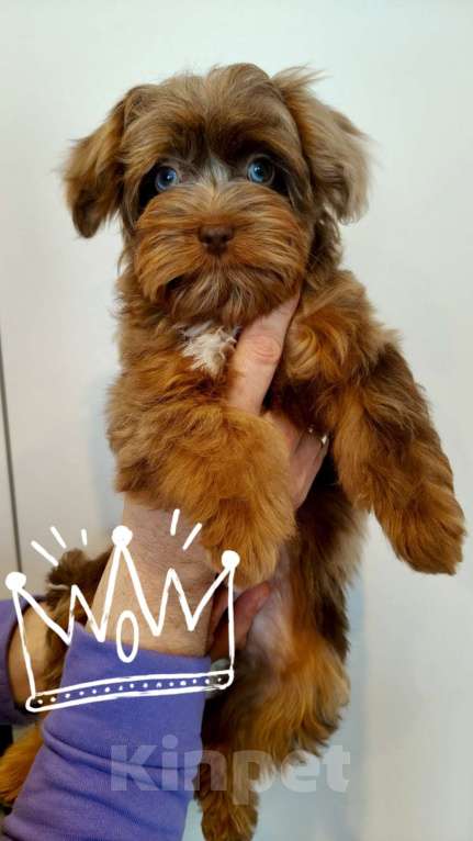 Собаки в Санкт-Петербурге: Редкая декоративная порода ( Петербургская орхидея) Разнополые, 80 000 руб. - фото 3