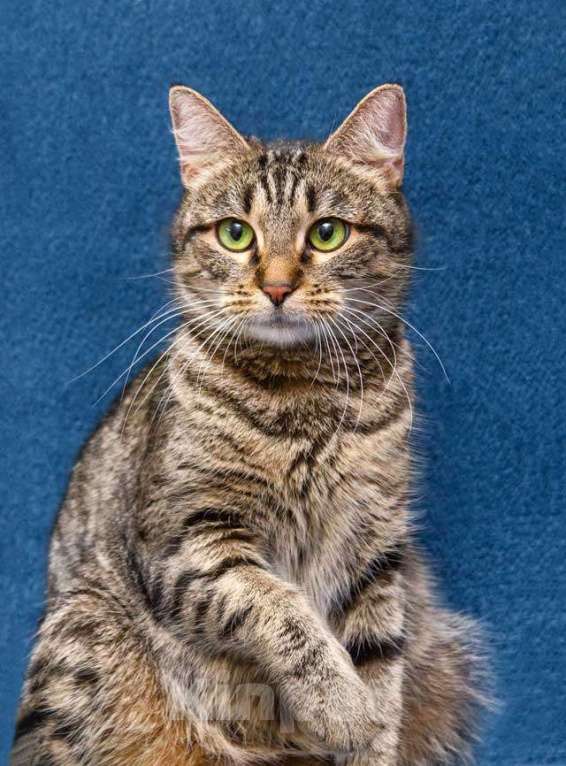 Кошки в Москве: Малышка Муся ищет дом и любящее сердце Девочка, Бесплатно - фото 3