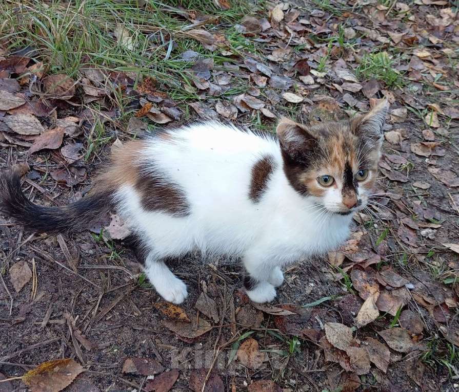 Кошки в Санкт-Петербурге: Очаровательные пушистые дачницы ищут тёплый дом. Девочка, Бесплатно - фото 4