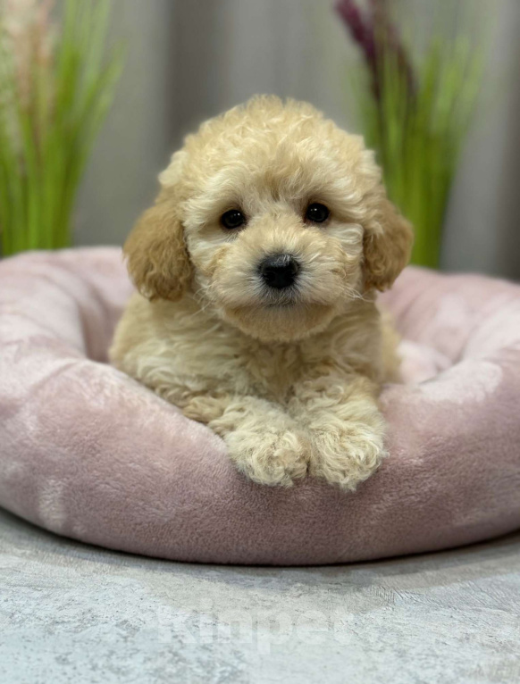 Собаки в Москве: Teo Мальчик, Бесплатно - фото 1