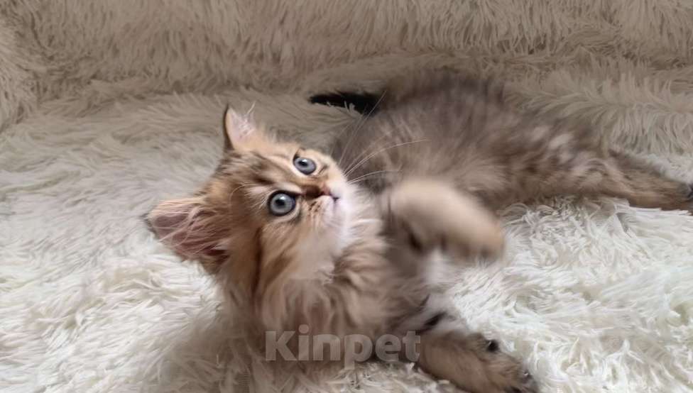 Кошки в Москве: Шотландская Highland stright Девочка, 38 000 руб. - фото 6