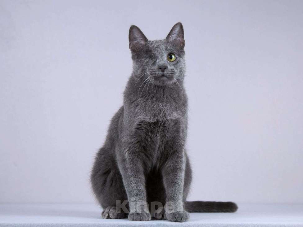 Кошки в Москве: Нежный ласковый котик Лапозай в добрые руки Мальчик, Бесплатно - фото 4