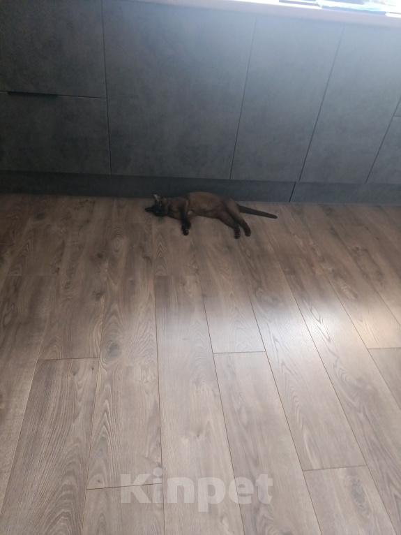 Кошки в других городах Московской области: Отдам кошку в хорошие руки Девочка, Бесплатно - фото 3