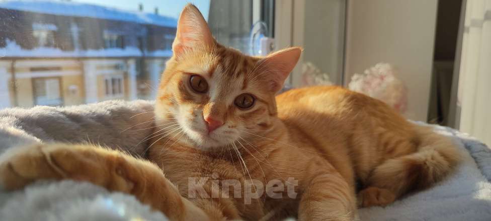 Кошки в Королеве: Котёнок рыжий девочка Девочка, 13 руб. - фото 6