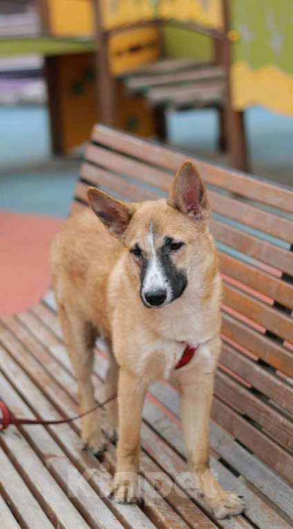 Собаки в Москве: Анфиса в дрбрые руки Девочка, Бесплатно - фото 2