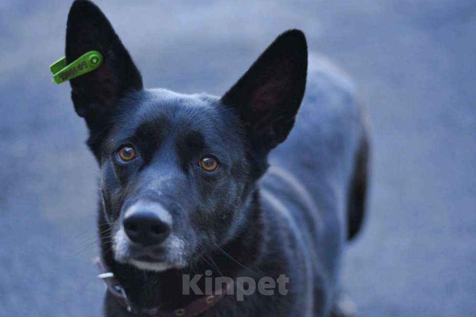 Собаки в Москве: у Проши умер хозяин Мальчик, Бесплатно - фото 5