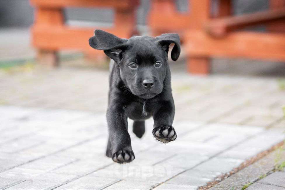 Собаки в Санкт-Петербурге: Продам породистых щенков лабрадора с родословной Мальчик, 70 000 руб. - фото 6