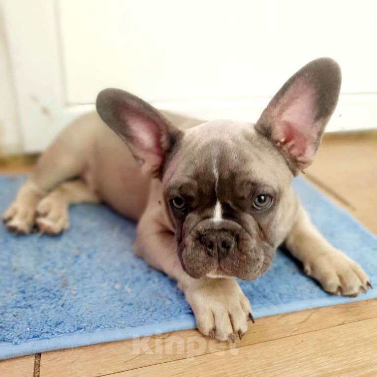 Собаки в Ковровом: Мальчик французского бульдога, со всеми документами  Мальчик, 85 000 руб. - фото 6