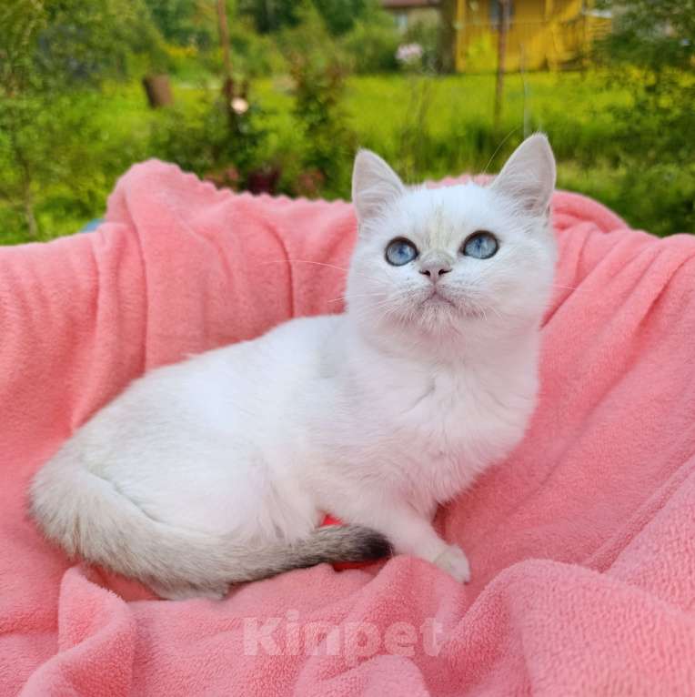 Кошки в Санкт-Петербурге: Золотая девочка  Девочка, 25 000 руб. - фото 1