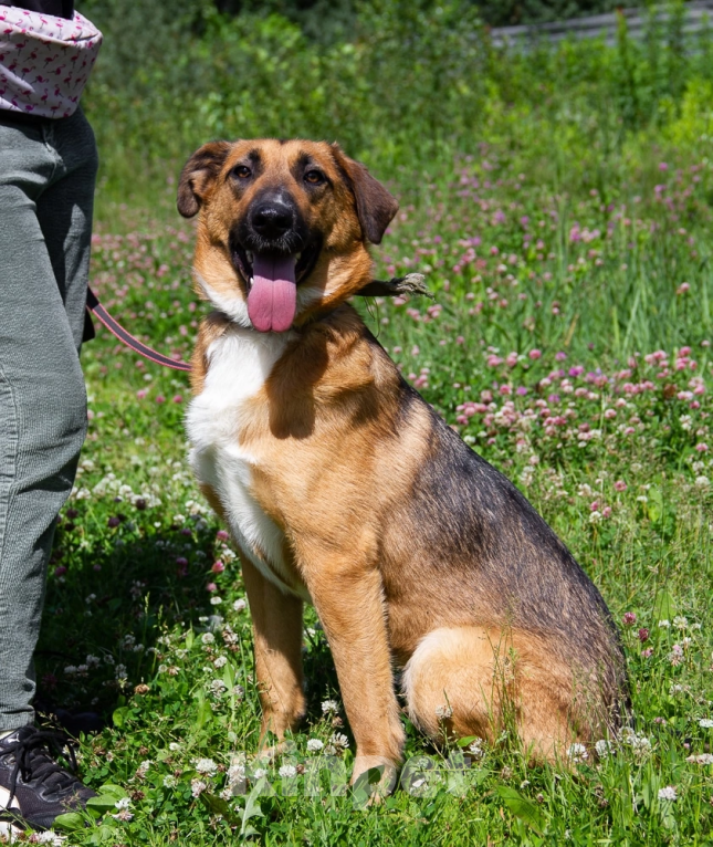 Собаки в Королеве: Шайн ищет дом Девочка, Бесплатно - фото 3