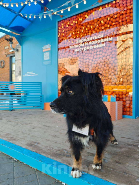 Собаки в Москве: Замечательные брюнетки Девочка, Бесплатно - фото 7