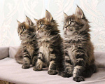 Кошки в Моздоке: Мейн-кун, 17 000 руб. - фото 3