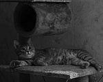 Кошки в Нижнем Новгороде: Отдам своего доброго и милого котика в хорошие руки Мальчик, Бесплатно - фото 1