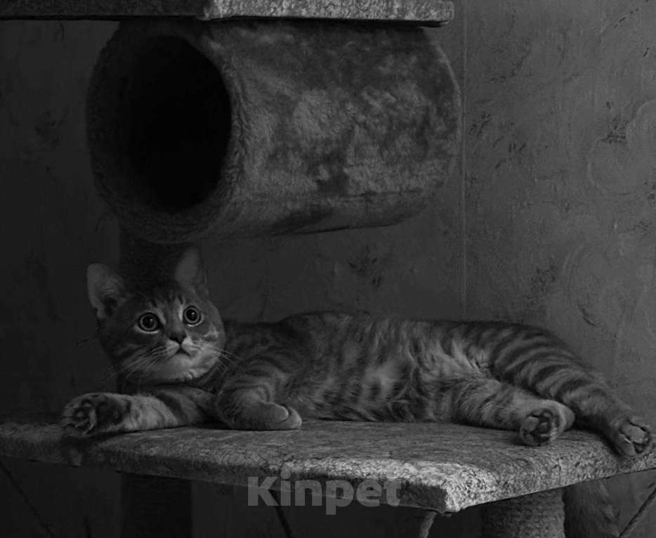 Кошки в Нижнем Новгороде: Отдам своего доброго и милого котика в хорошие руки Мальчик, Бесплатно - фото 1