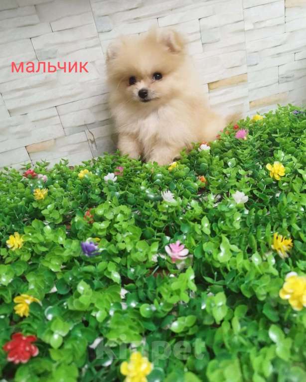 Собаки в Краснодаре: щенки Померанского шпица Мальчик, 20 000 руб. - фото 1