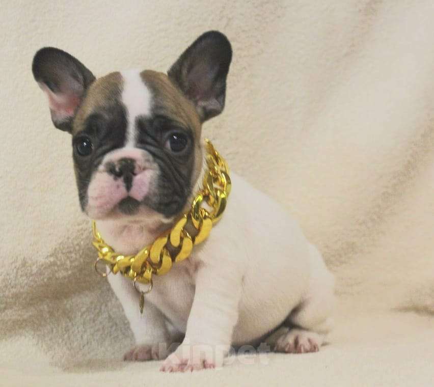 Собаки в Москве: Щенок французик  Мальчик, 130 000 руб. - фото 3