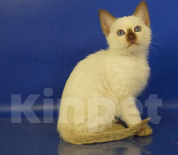 Кошки в Москве: Lika Gamlet Девочка, 60 000 руб. - фото 2