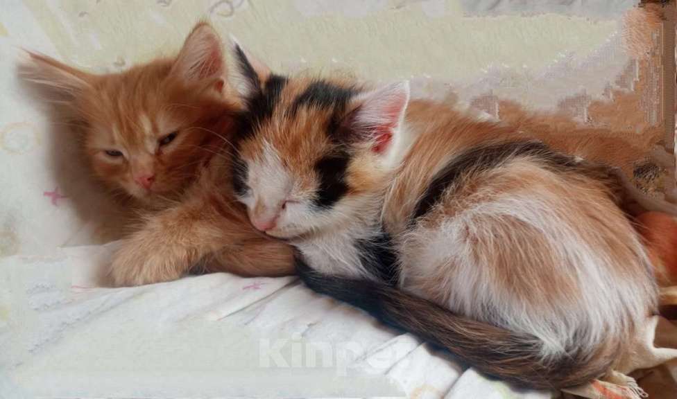 Кошки в Москве: Пушистые котята в добрые руки Мальчик, 1 руб. - фото 4