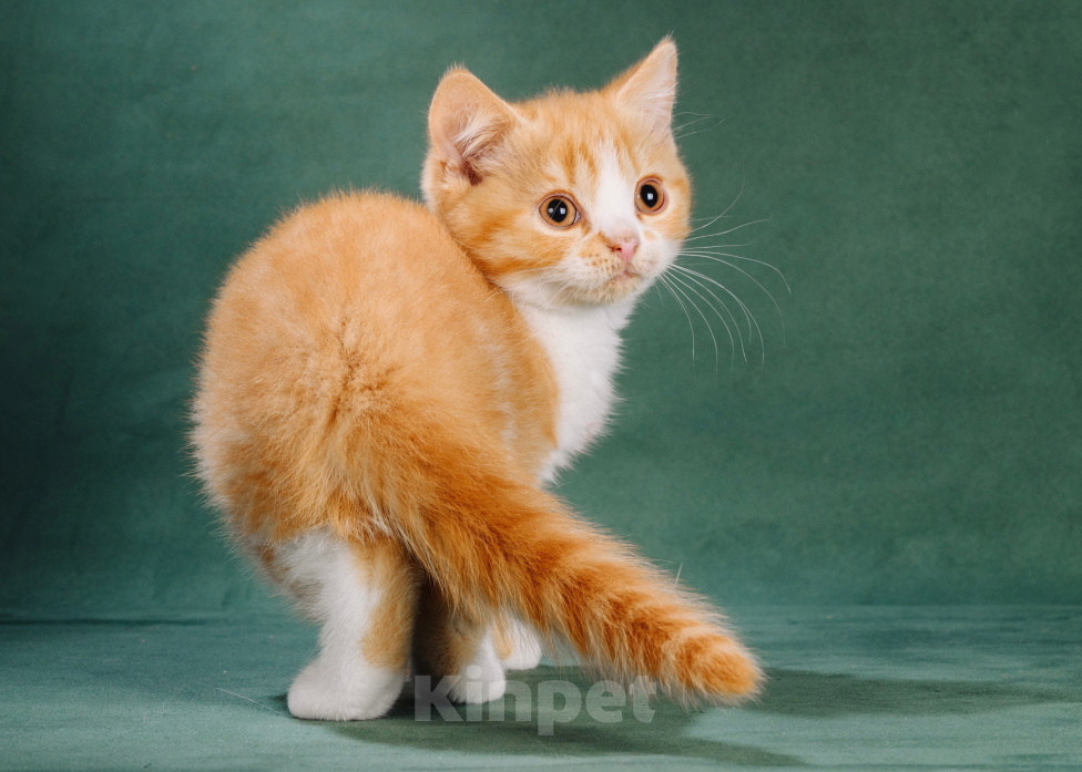 Кошки в Москве: Британский котенок Мальчик, 45 000 руб. - фото 1