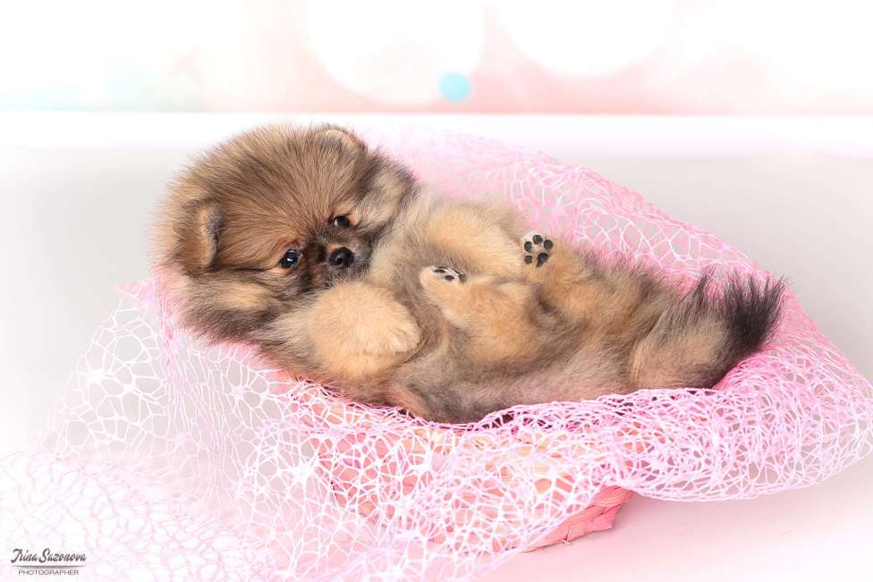 Собаки в Москве: Шпиц померанский с подарками Девочка, Бесплатно - фото 6