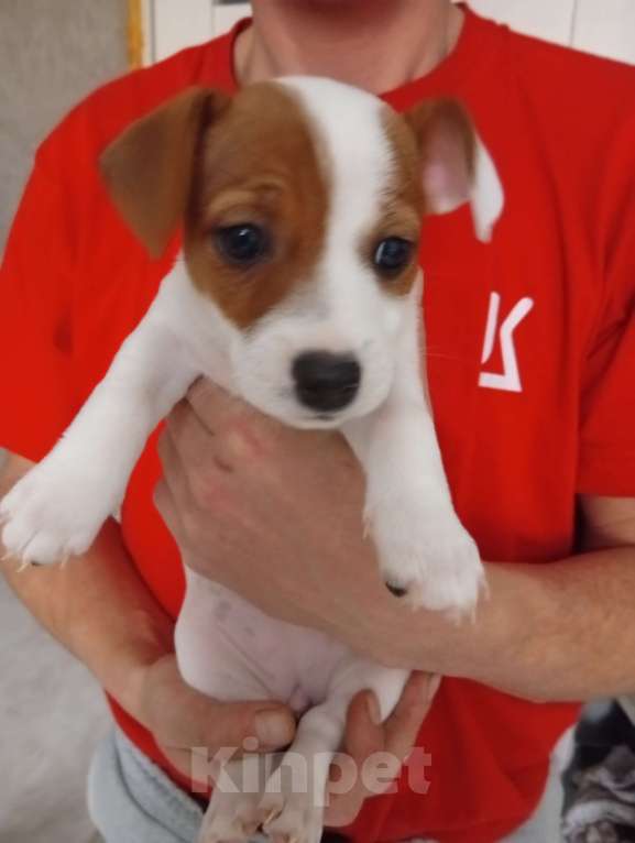 Собаки в Перми: Продажа Девочка, 17 000 руб. - фото 1