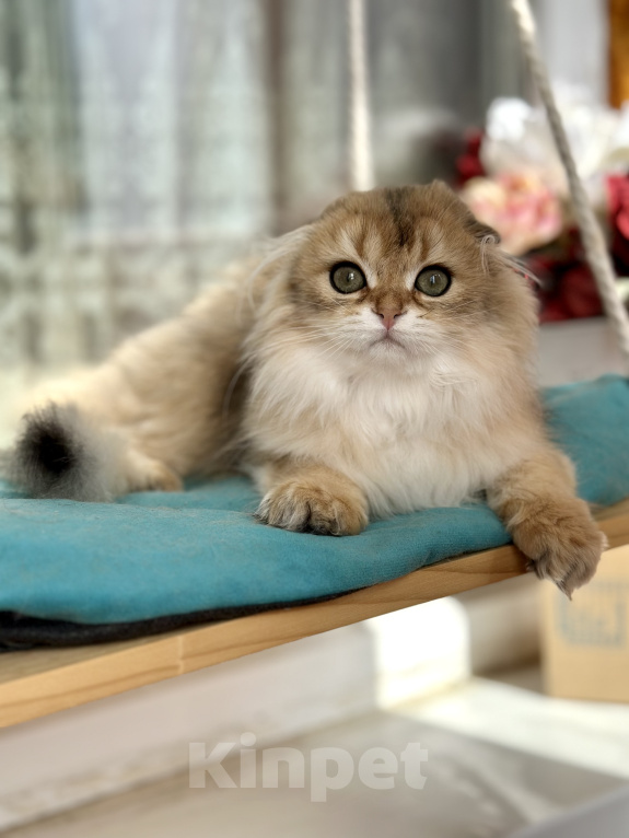 Кошки в Тюмени: Зеленоглазый длинношерстный шотландский лис😊 Мальчик, 25 000 руб. - фото 2
