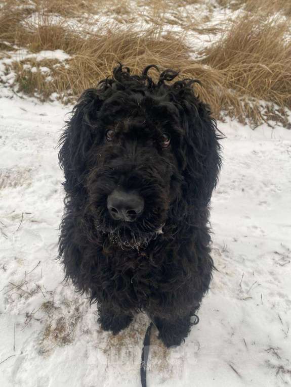 Собаки в Москве: Русский черный терьер в добрые руки Девочка, Бесплатно - фото 1