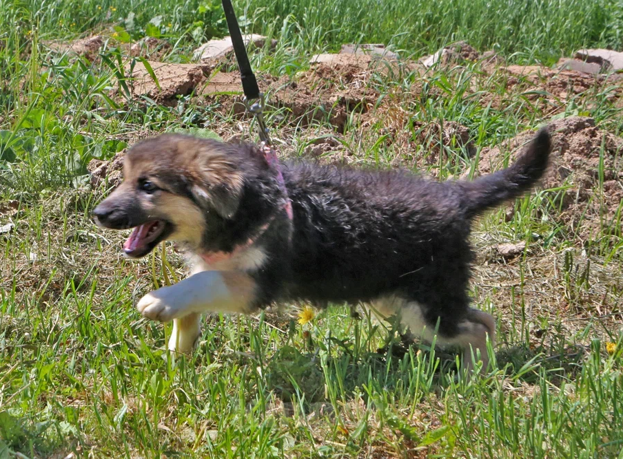 Собаки в Москве: Аленушка ищет дом! Девочка, Бесплатно - фото 3