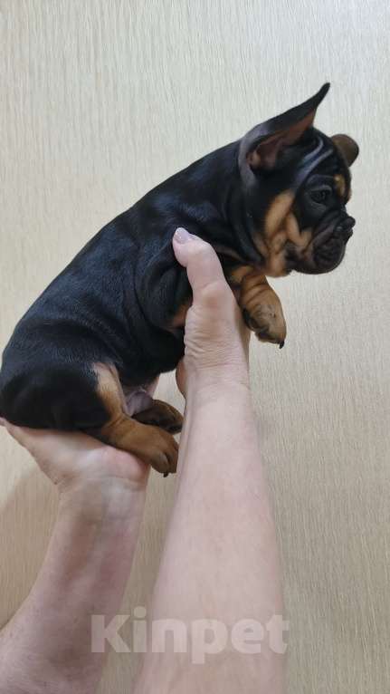 Собаки в Белореченске: Французский бульдог Мальчик, Бесплатно - фото 3