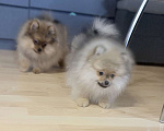 Собаки в Красноярске: Продам щенков померанского шпица Мальчик, Бесплатно - фото 4