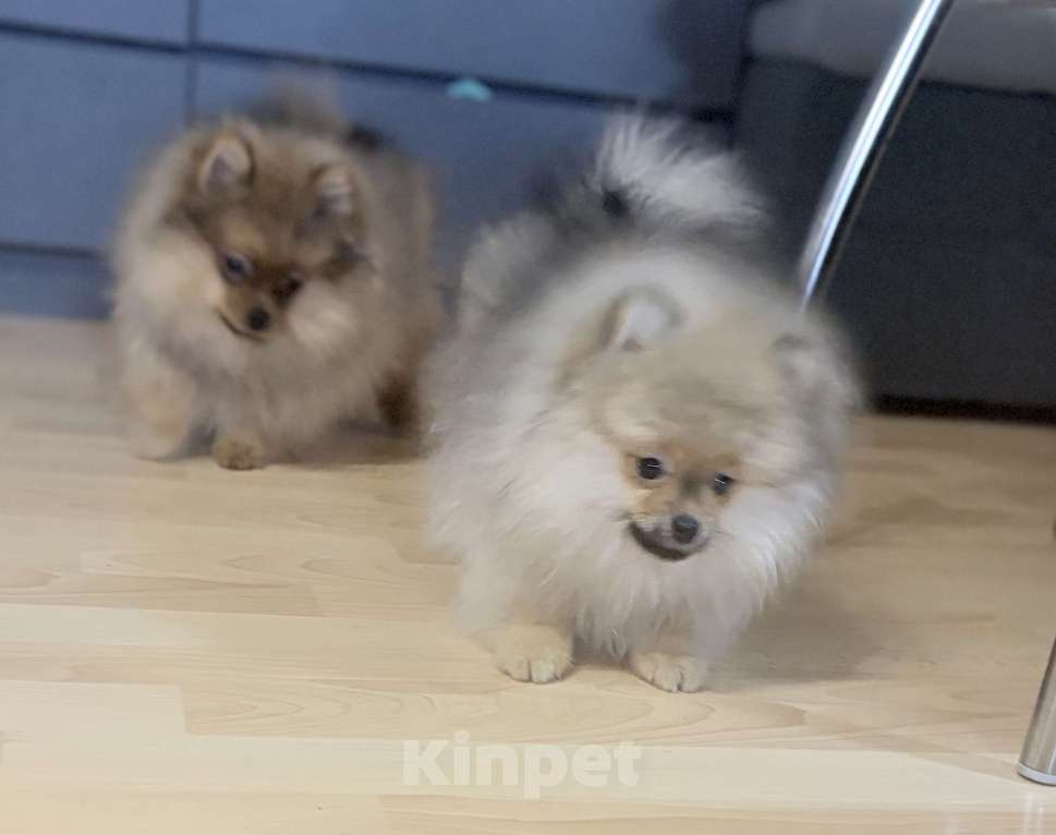 Собаки в Красноярске: Продам щенков померанского шпица Мальчик, Бесплатно - фото 4