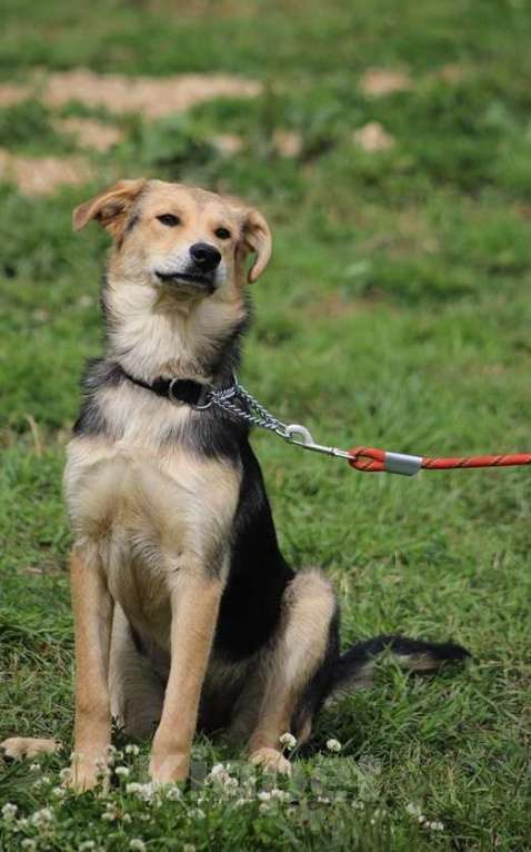 Собаки в Москве: Джуди. Нежная девочка из приюта Девочка, Бесплатно - фото 3