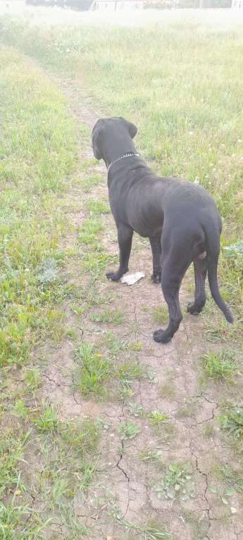 Собаки в Джанкое: Продажа собаки  Мальчик, 20 000 руб. - фото 3