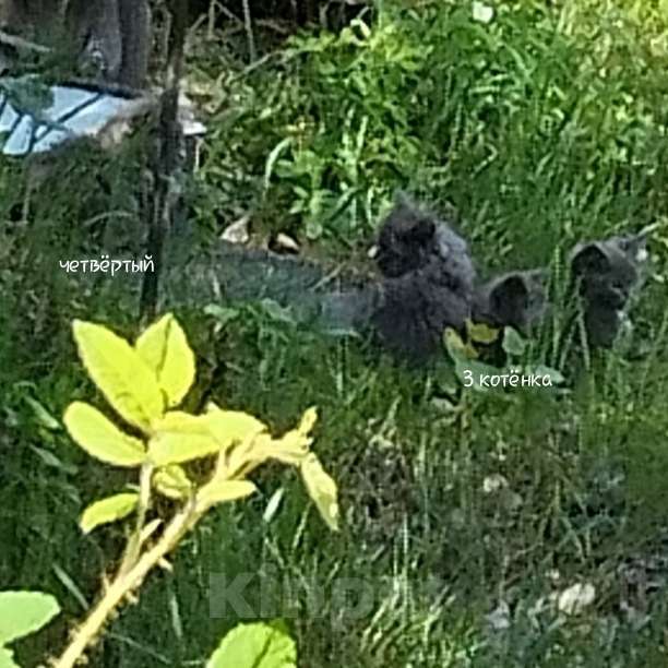 Кошки в Каменске-Уральском: Трое шотландских котят Девочка, Бесплатно - фото 5