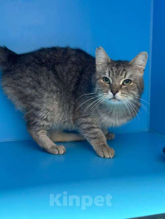 Кошки в Москве: Заметят ли обычного кота? Мальчик, Бесплатно - фото 3