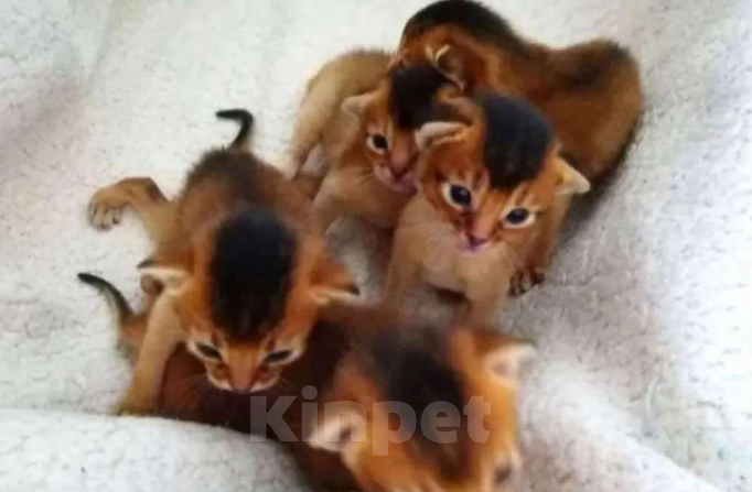 Кошки в Москве: Абиссинские котята  Мальчик, 70 000 руб. - фото 2