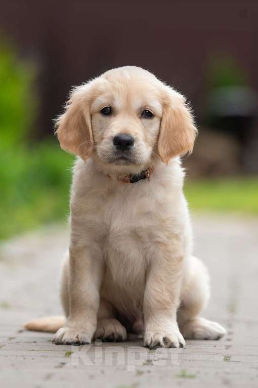Собаки в Петрозаводске: Щенок Золотистого ретривера  Мальчик, 80 000 руб. - фото 6