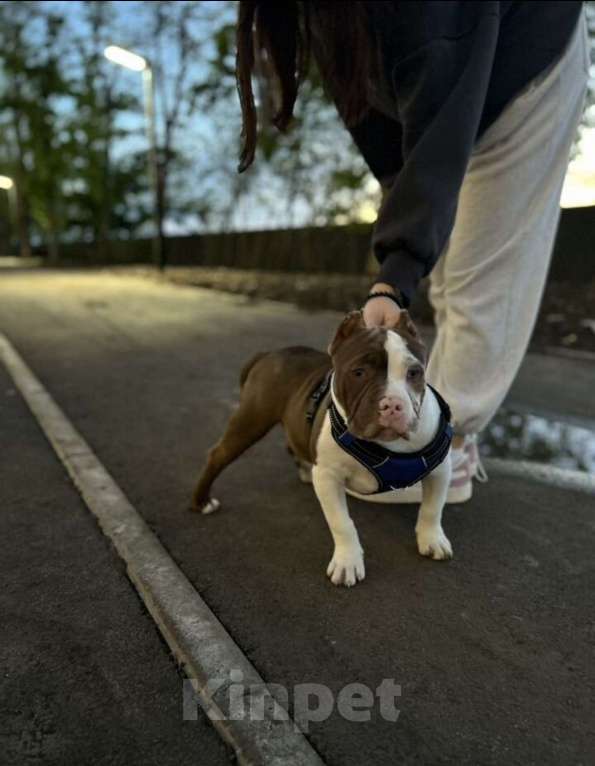 Собаки в Краснодаре: Американский булли мальчик Мальчик, Бесплатно - фото 1